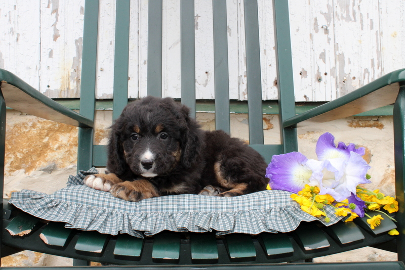 puppy, for, sale, Mini Bernedoodle F2, Matthew B. Stoltzfus, dog, breeder, Gap, PA, dog-breeder, puppy-for-sale, forsale, nearby, find, puppyfind, locator, puppylocator, aca